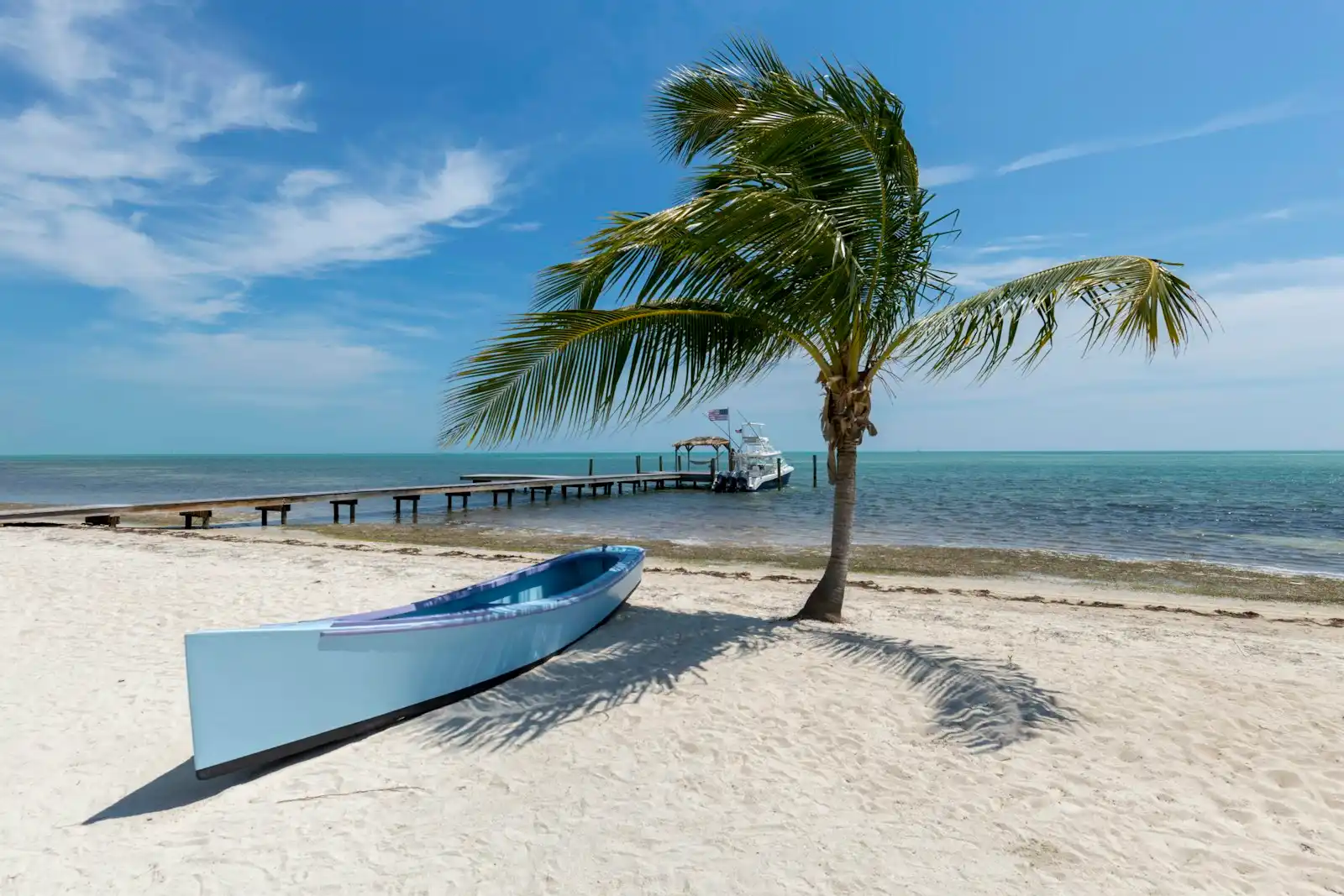 Palm tree on a quiet Southwest Florida waterfront