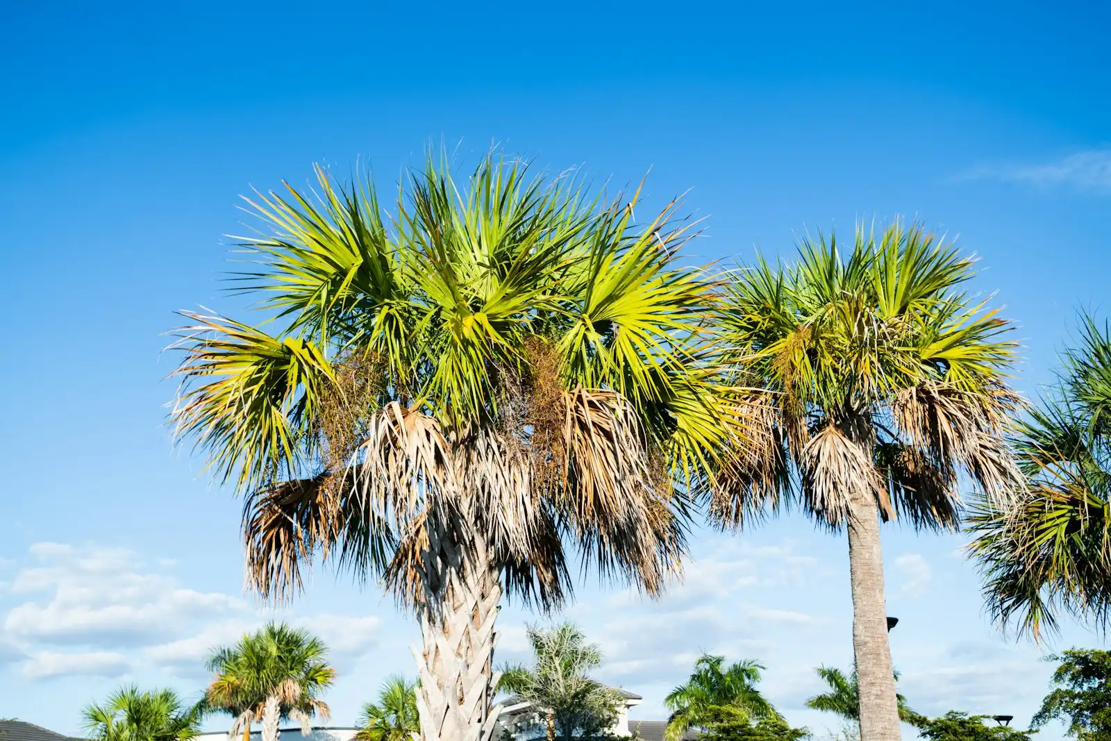 Palm trees against a clear Southwest Florida sky