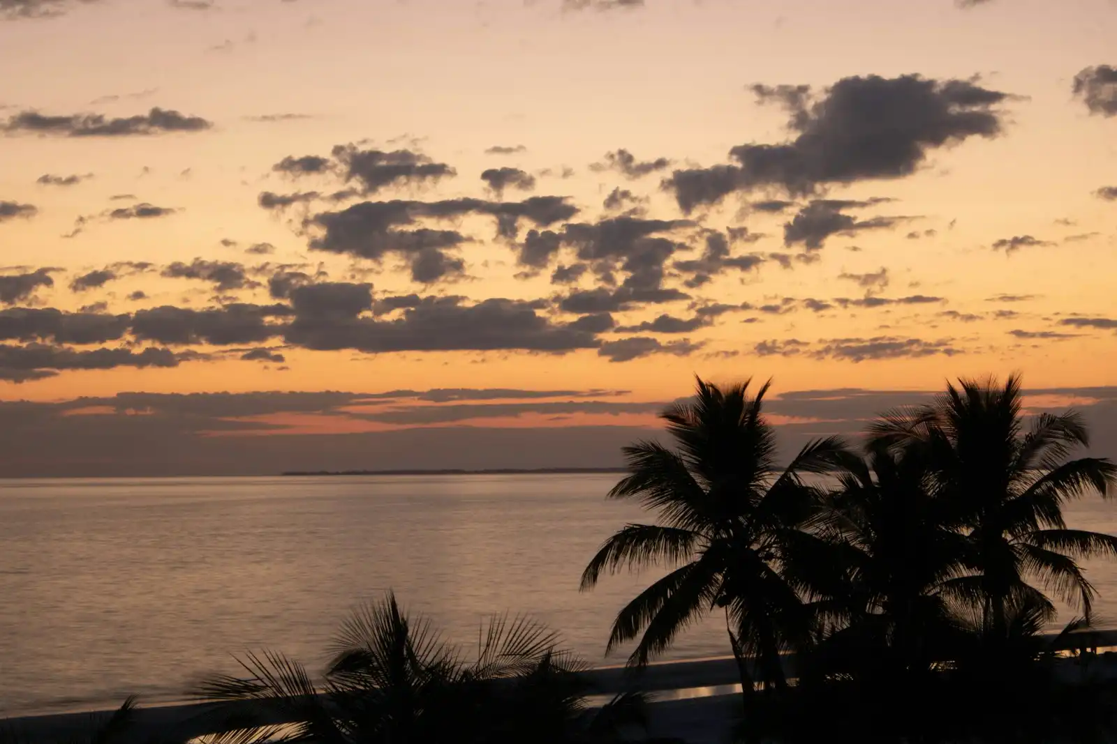 Palm trees silhouetted against a Southwest Florida sunset